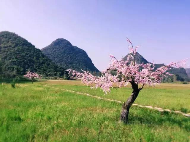 台湾小猪下痢疫情致30万小猪死亡_ayx官方网站